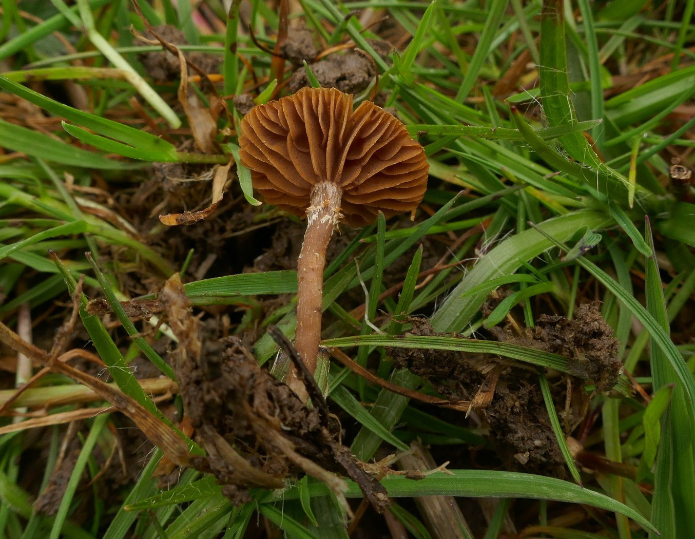 Photo by Jackie Ewan Tubaria conspersa by Jackie Ewan